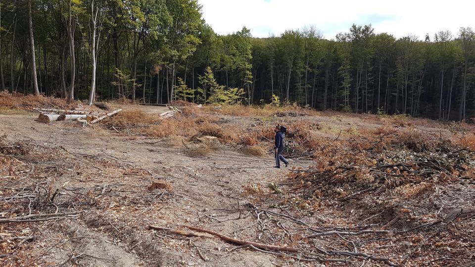На Буковині намагалися ''зам'яти'' справу про розкрадання лісу