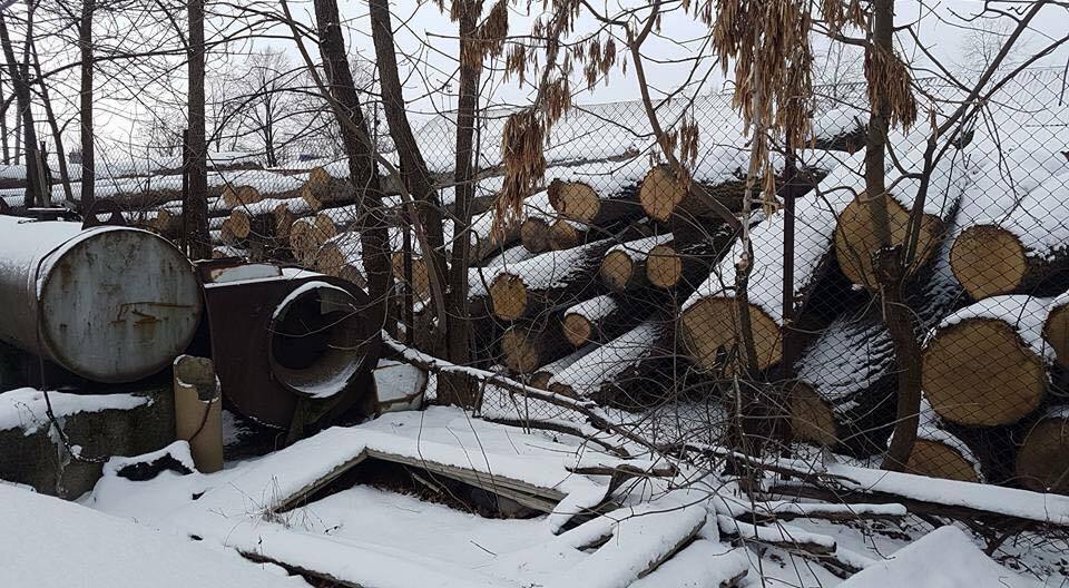 На Буковині лісоруби-нелегали проводять оборудки з цінними породами деревини