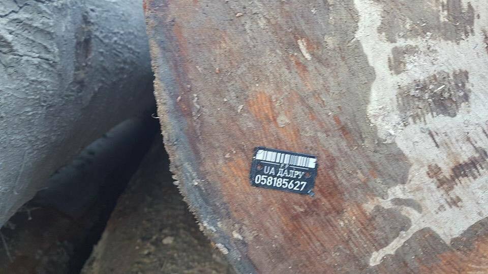 На Буковині лісоруби-нелегали проводять оборудки з цінними породами деревини