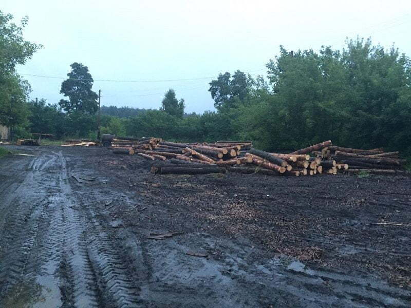 На Сумщині викрили угруповання, яке незаконно вирубало столітні дуби