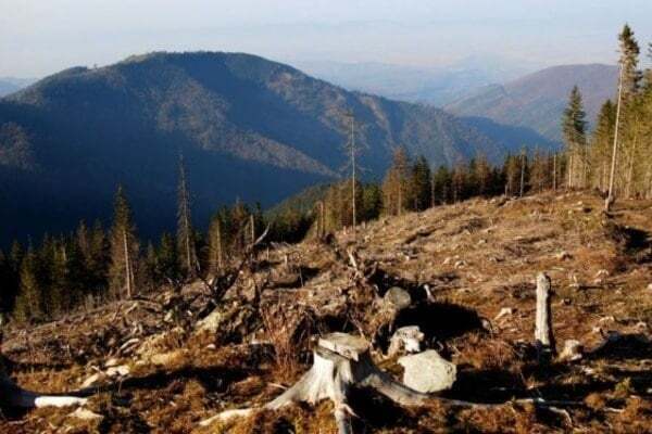 Румунський досвід: як сусіди борються з нелегальним вирубуванням лісів