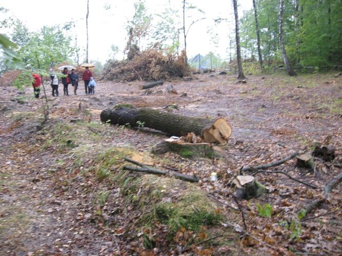 На Прикарпатті мешканці села обурені масштабною вирубкою молодих лісів