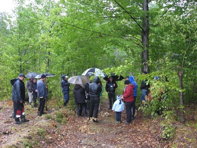 На Прикарпатті мешканці села обурені масштабною вирубкою молодих лісів