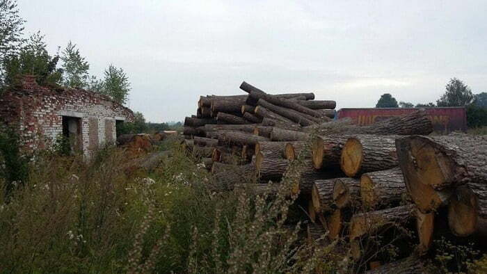 На Львівщині виявили незаконну вирубку лісу
