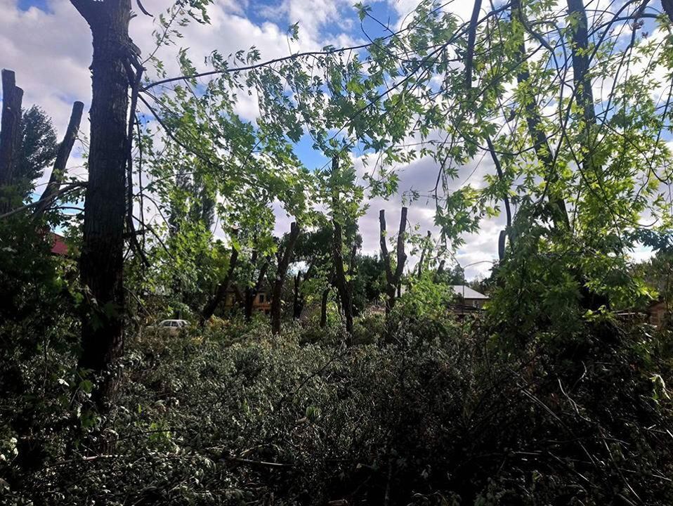 ''СтопКор'' розкрив на Донеччині аферу зі знищення понад сотні дерев у міському парку