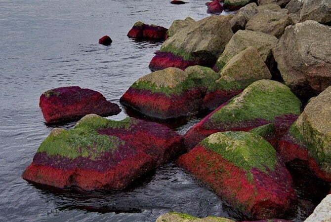 Одеське узбережжя вкрили червоні водорості – екологи б'ють на сполох