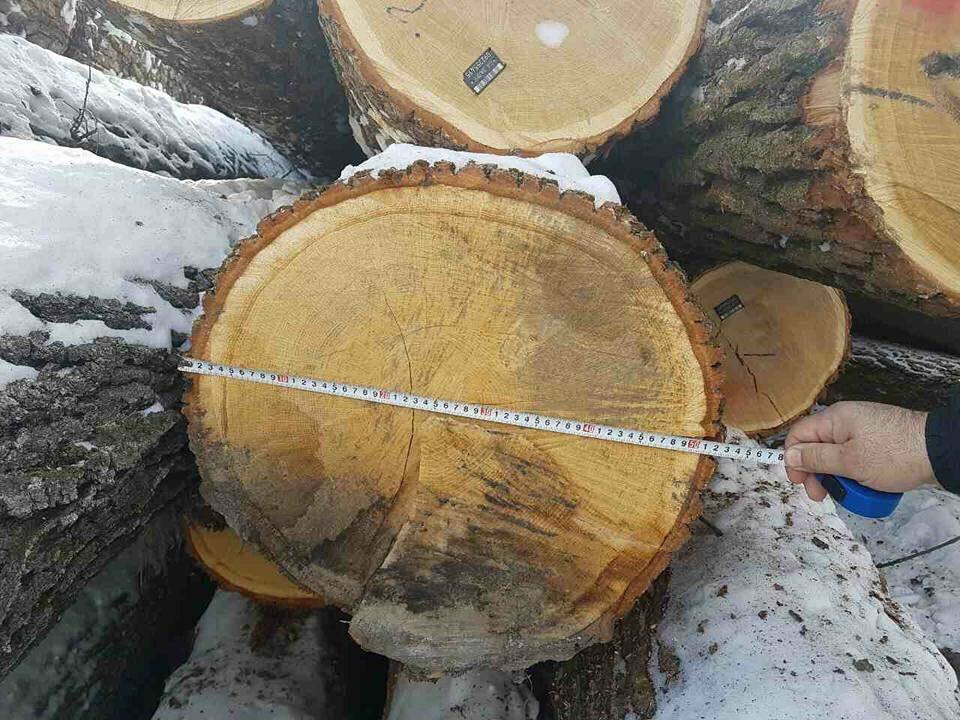 На Буковині суд повернув партію лісу, яку викрив ''СтопКор'', крадіям