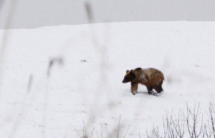 Туристів закликали бути обачними: у Карпатах перемінлива погода пробудила ведмедів