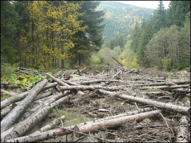 ''СтопКор'' оголосив мобілізацію однодумців на буковині