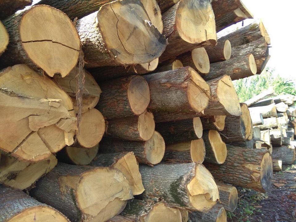 Команда ''СтопКору'' застала на місці незаконного складування краденого лісу озброєного підприємця