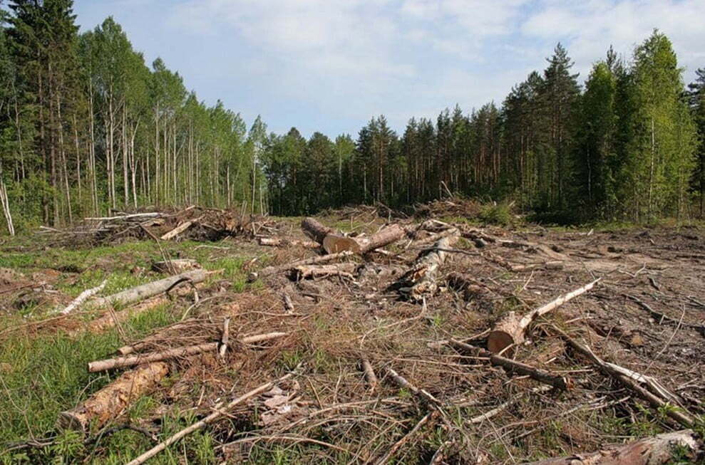 В українців з’явився шанс на чисте повітря. Новий закон Порошенка про збереження лісів