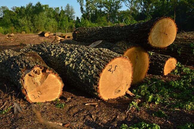 Чому британська компанія представила замовний звіт у ВРУ та кому вигідне банкрутство українських лісгоспів – експерт