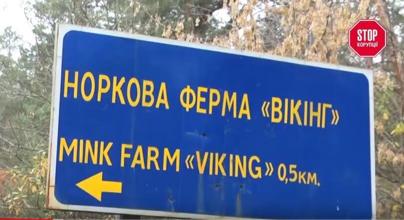 Екологи б’ють на сполох: звіроферми все частіше «годують» своїх сусідів – місцевих жителів небезпечними викидами