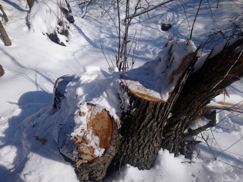 На Донеччині після заяви ''СтопКору'' поліція завела справу на лісових браконьєрів