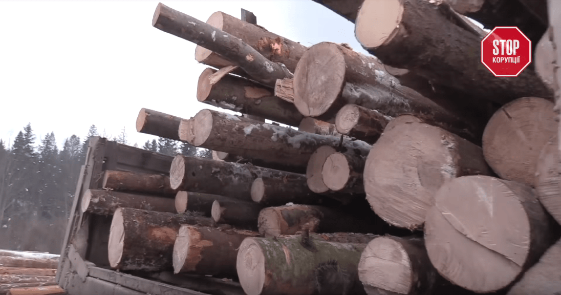 Карпати на експорт: вся правда про роботу лісової галузі країни