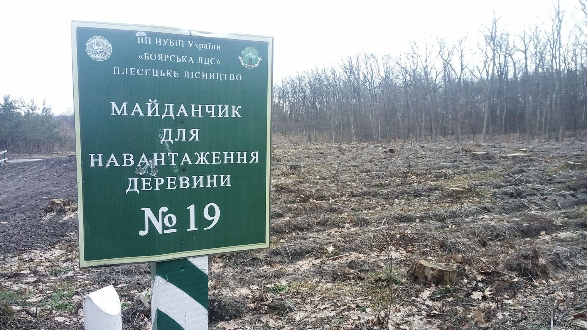 Журналісти ''СтопКору'' дізнались, хто стоїть за знищенням лісів на Київщині