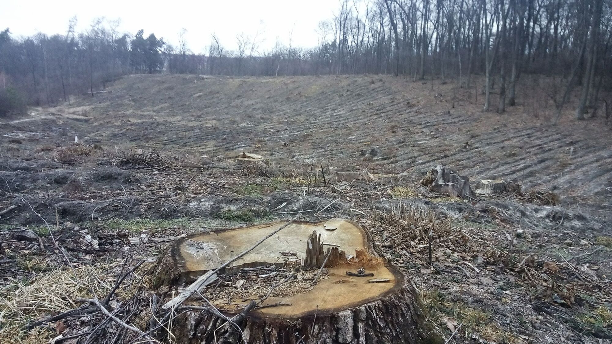 Журналісти ''СтопКору'' дізнались, хто стоїть за знищенням лісів на Київщині