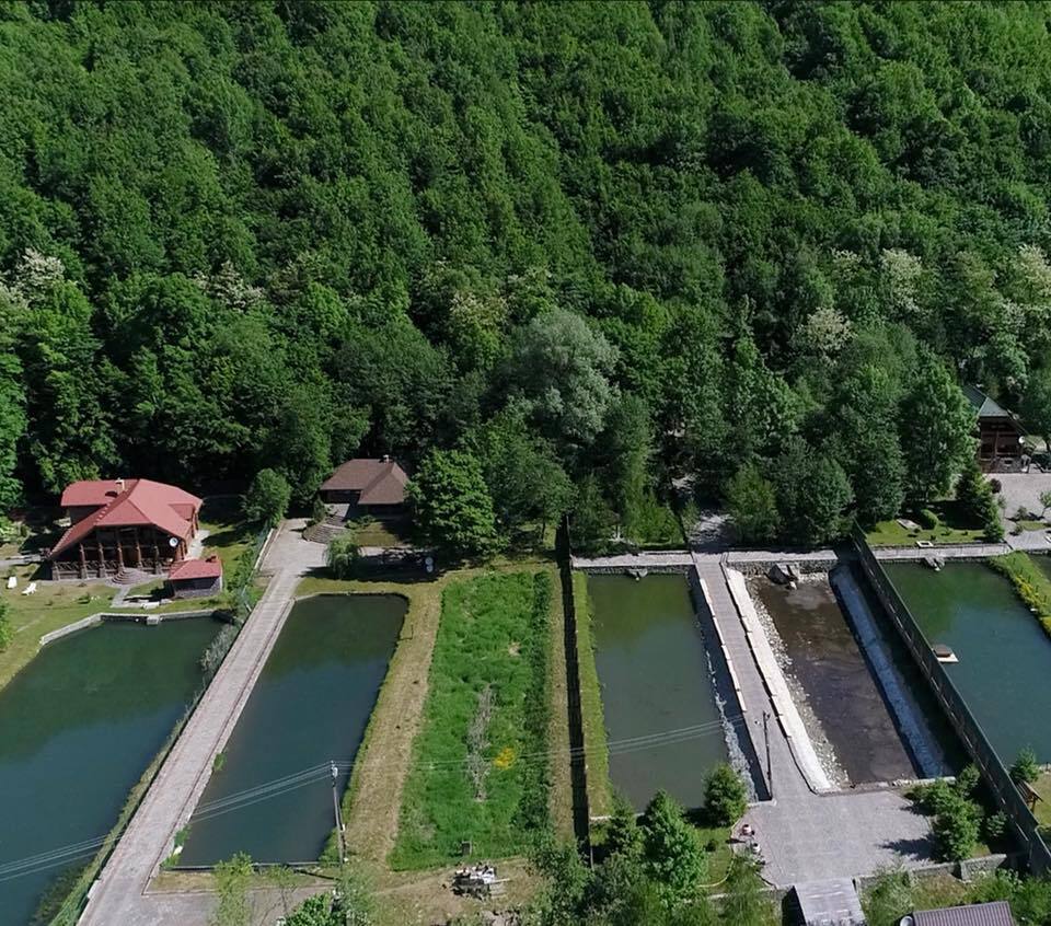 Ліс рубають - керівник не бідує! На чию користь незаконно знищують ліси Закарпаття