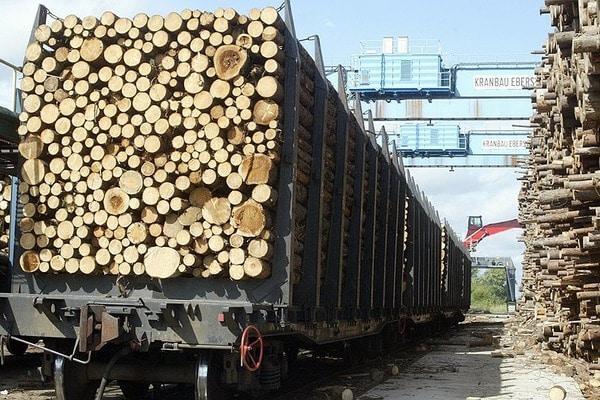 В Україні розпочнуться масштабні перевірки за фактом контрабанди лісу