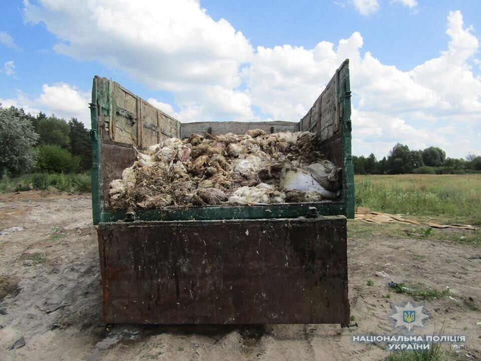 Біля Броварів поліцейські виявили вантажівку із тушками загиблих курей