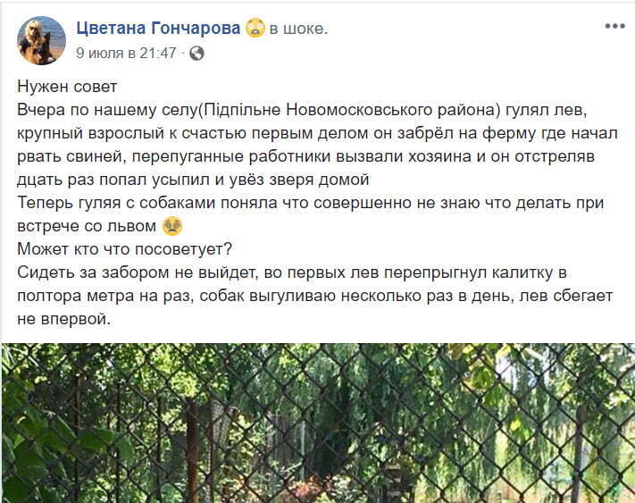 ''Вчора по нашому селу гуляв лев'' – дика тварина втекла з турбази під Дніпром