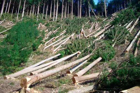 Рубай – заробляй: мільйонні статки на нелегальній деревині