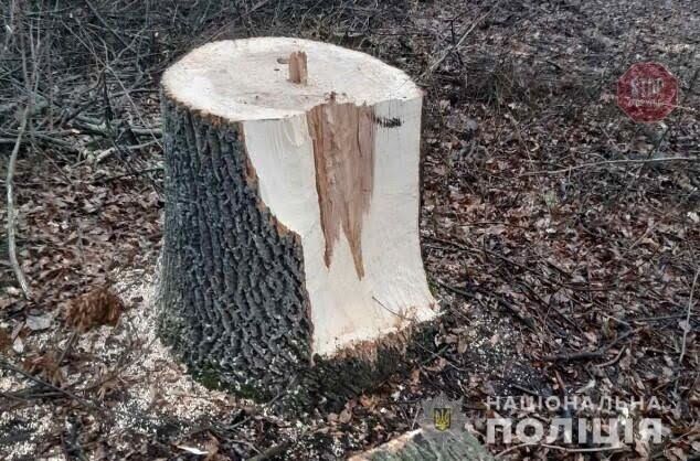“Чорні лісоруби” Черкащини: поліція виявила злочинну групу, яка незаконно вирубувала деревину (фото)