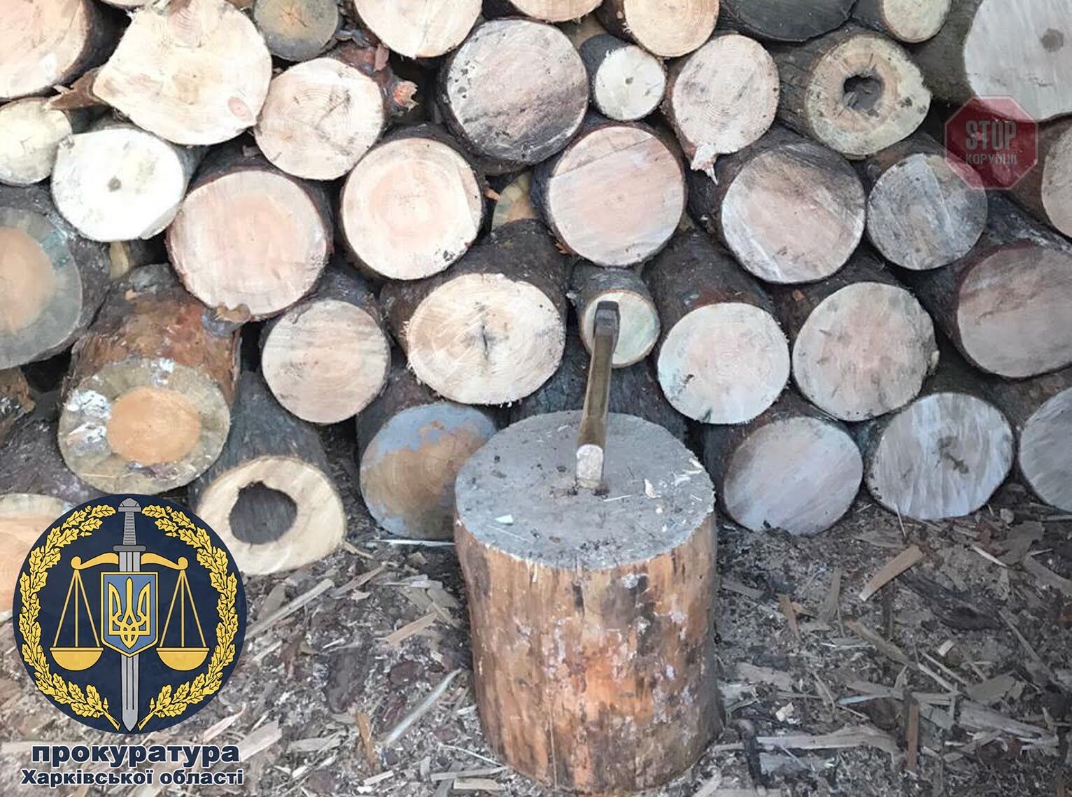 На Харківщині чиновників підозрюють в незаконній вирубці понад 18 тисяч дерев (фото)