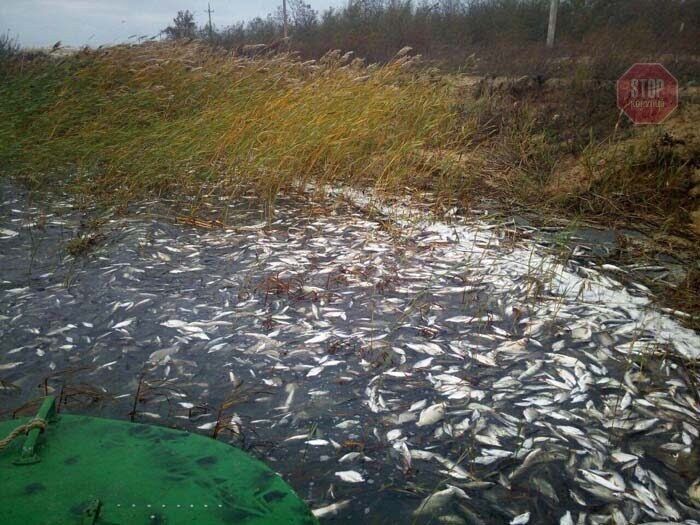 Масова загибель риби Фото: Новий день