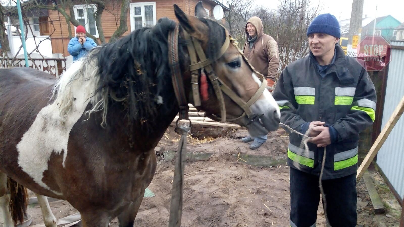 На Рівненщині рятувальники діставали коня з силосної ями (фото)