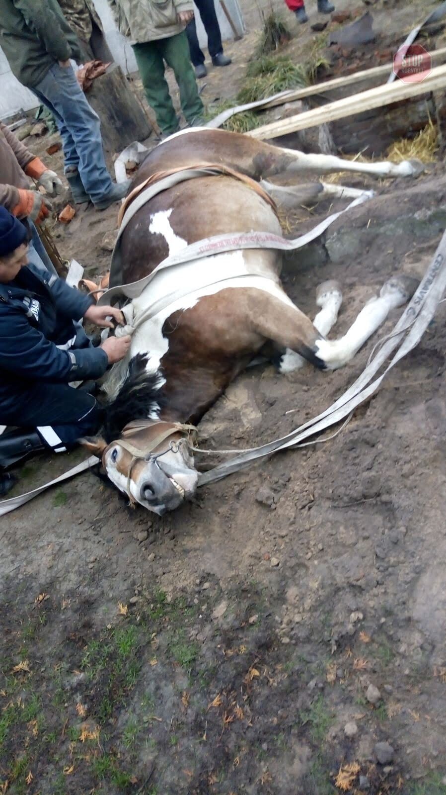 На Рівненщині рятувальники діставали коня з силосної ями (фото)