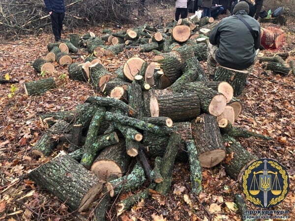 На Харківщині правоохоронці затримали злочинну групу під час вирубки лісу (фото)
