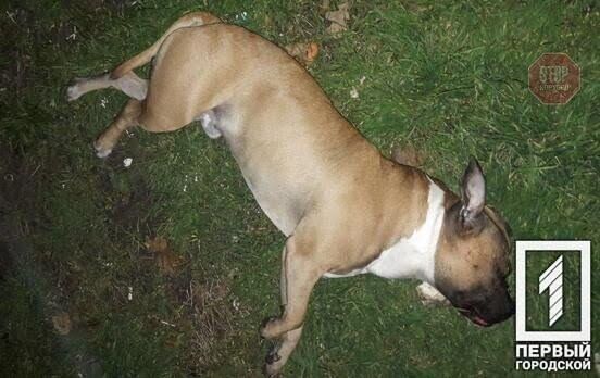 На Дніпропетровщині з вікна четвертого поверху викинули собаку (фото 18+)