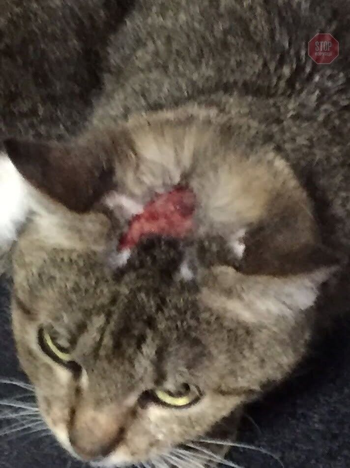  Фото: КП ''Центр поводження з тваринами''