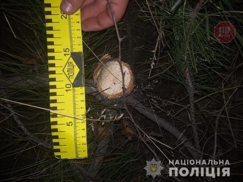 Сезон “чорних лісорубів”: на Луганщині виявили незаконний видобуток деревини&nbsp;(фото)