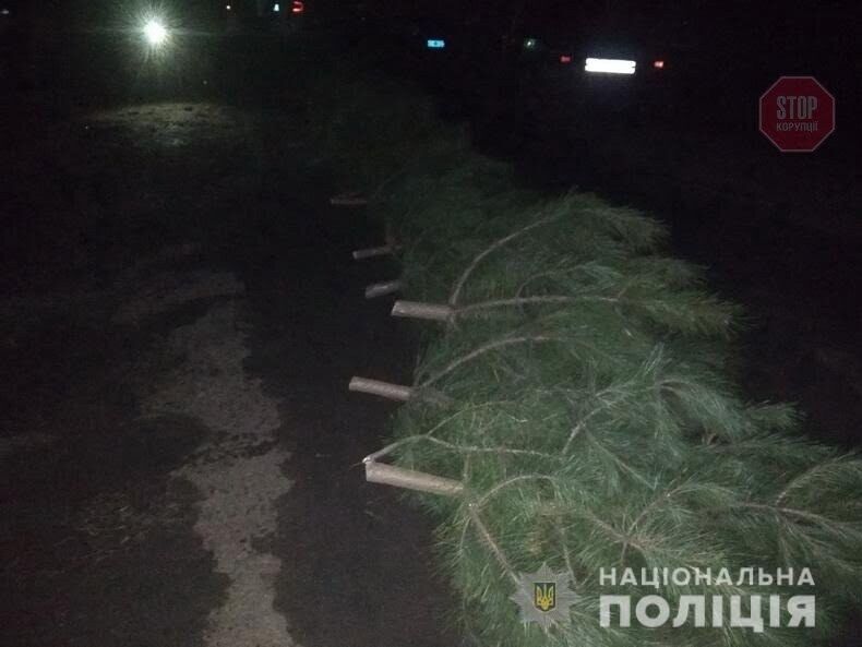 Сезон “чорних лісорубів”: на Луганщині виявили незаконний видобуток деревини (фото)