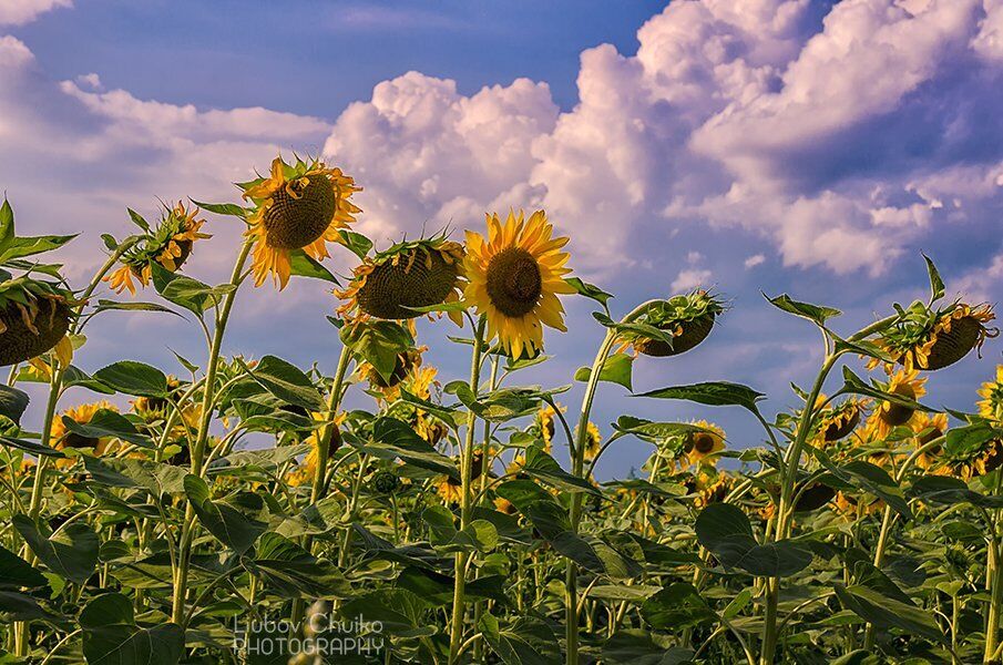 «Війна на знищення» - голова Асоціації протидії агрорейдерству про захоплення врожаю на Харківщині