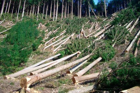 Лісовий мандат: на Житомирщині депутати «подарували» ділянку своєму лісгоспу