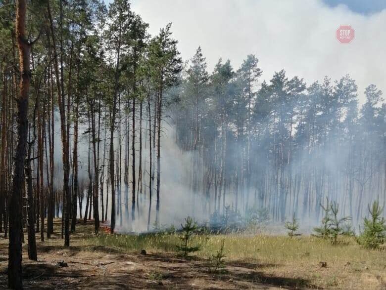 На Дніпропетровщині горіло 5 гектарів хвойного лісу (ФОТО)