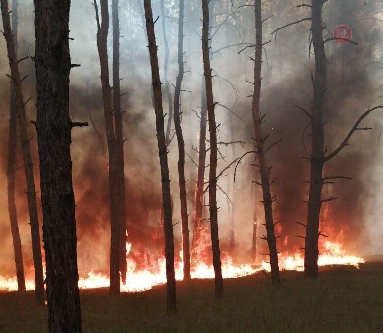 На Дніпропетровщині горіло 5 гектарів хвойного лісу (ФОТО)