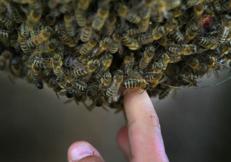 В Івано-Франківську рій бджіл атакував дитячий майданчик