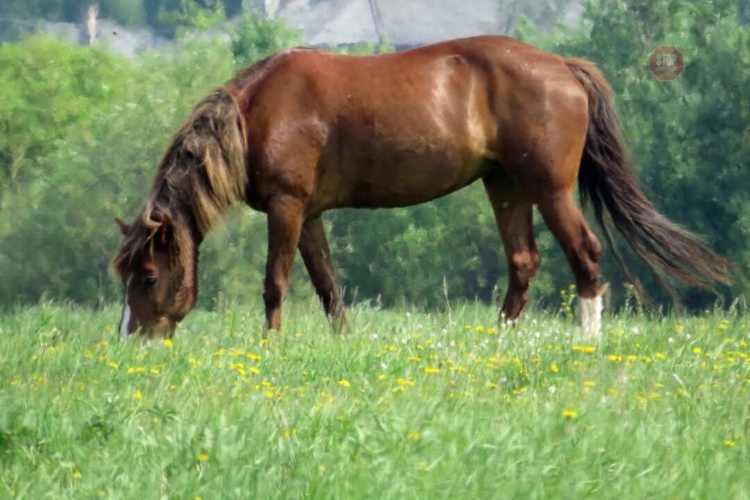 На Харківщині кінь вбив 14-річну дівчинку