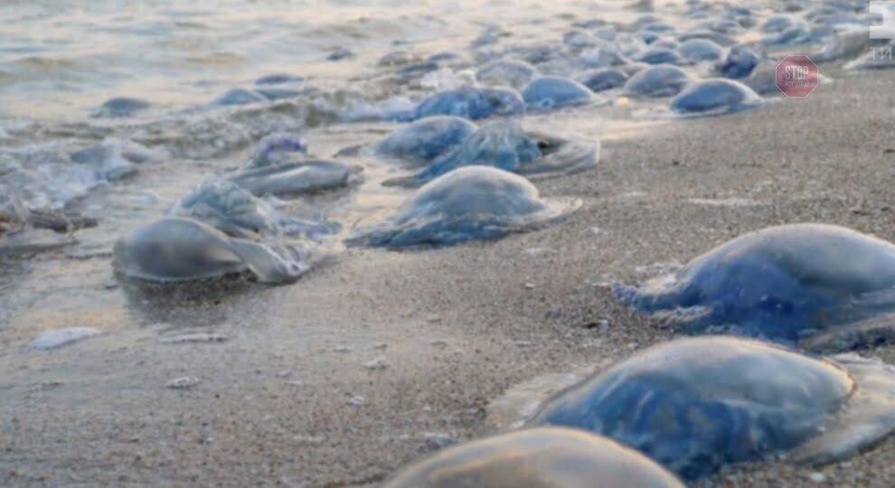 Відпочинку на морі завадила масова загибель медуз