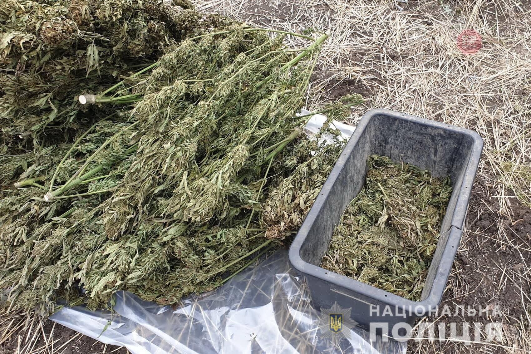 На Луганщині правоохоронці вилучили 150 кілограмів марихуани (ФОТО)