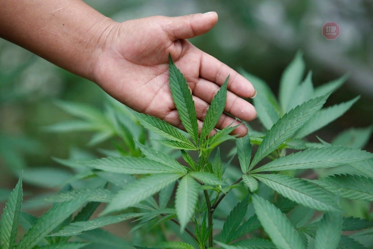 Нідерланди на Прикарпатті: де дістати марихуану?