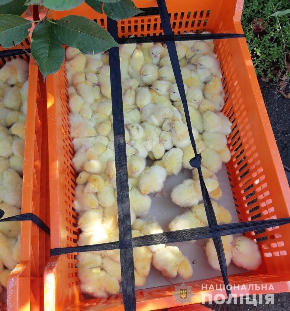 На Дніпропетровщині співробітники птахофабрики вкрали 400 курчат (фото)