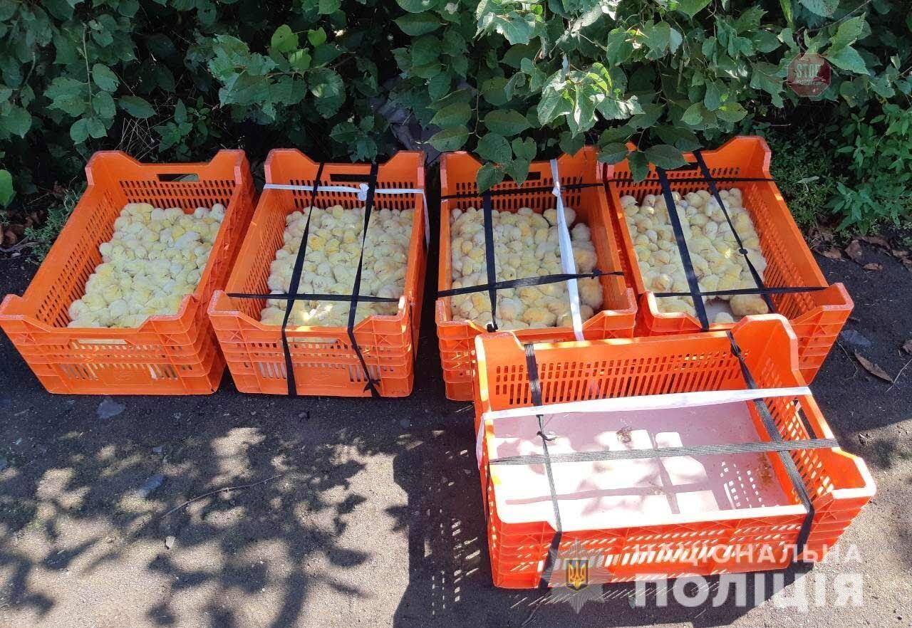 На Дніпропетровщині співробітники птахофабрики вкрали 400 курчат (фото)