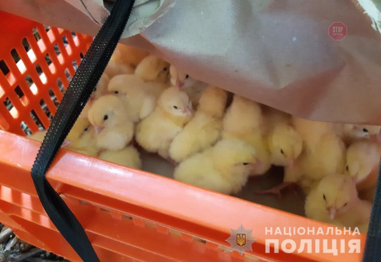 На Дніпропетровщині співробітники птахофабрики вкрали 400 курчат (фото)
