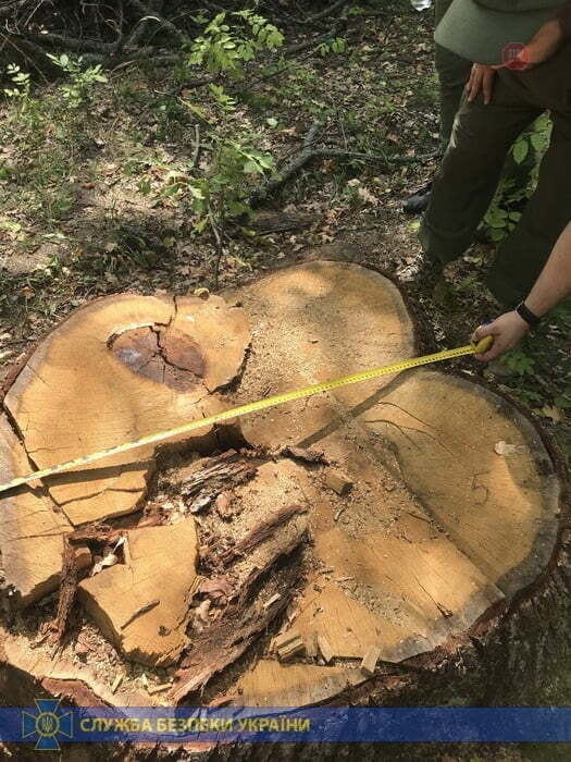 На Харківщині працівник держлісгоспу заподіяв шкоди на 8 мільйонів гривень (фото)