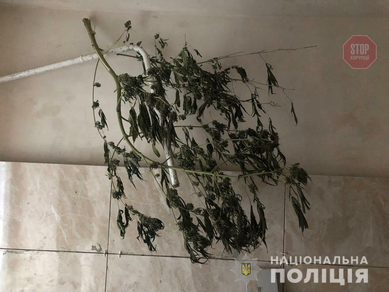 Майже півкілограма канабісу поліція знайшла у жителя Кривого Рогу (фото)